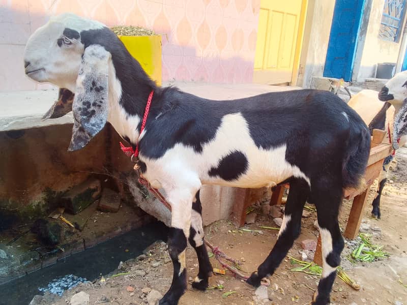 pure desi bakra | Goat | bakra for sale 3