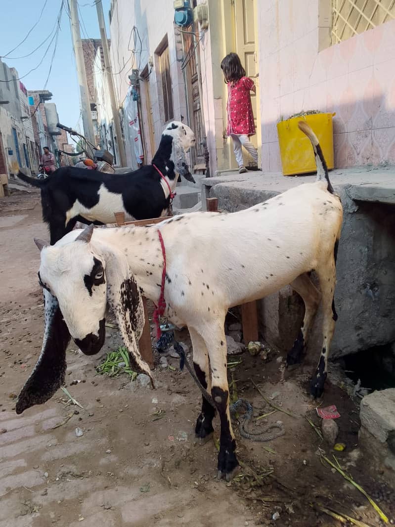 pure desi bakra | Goat | bakra for sale 4