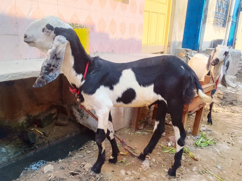 pure desi bakra | Goat | bakra for sale 5