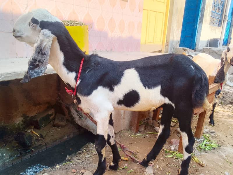 pure desi bakra | Goat | bakra for sale 6