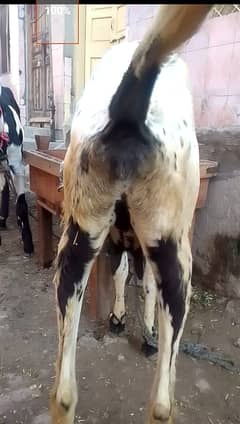 pure desi bakri | Goat | bakra for sale