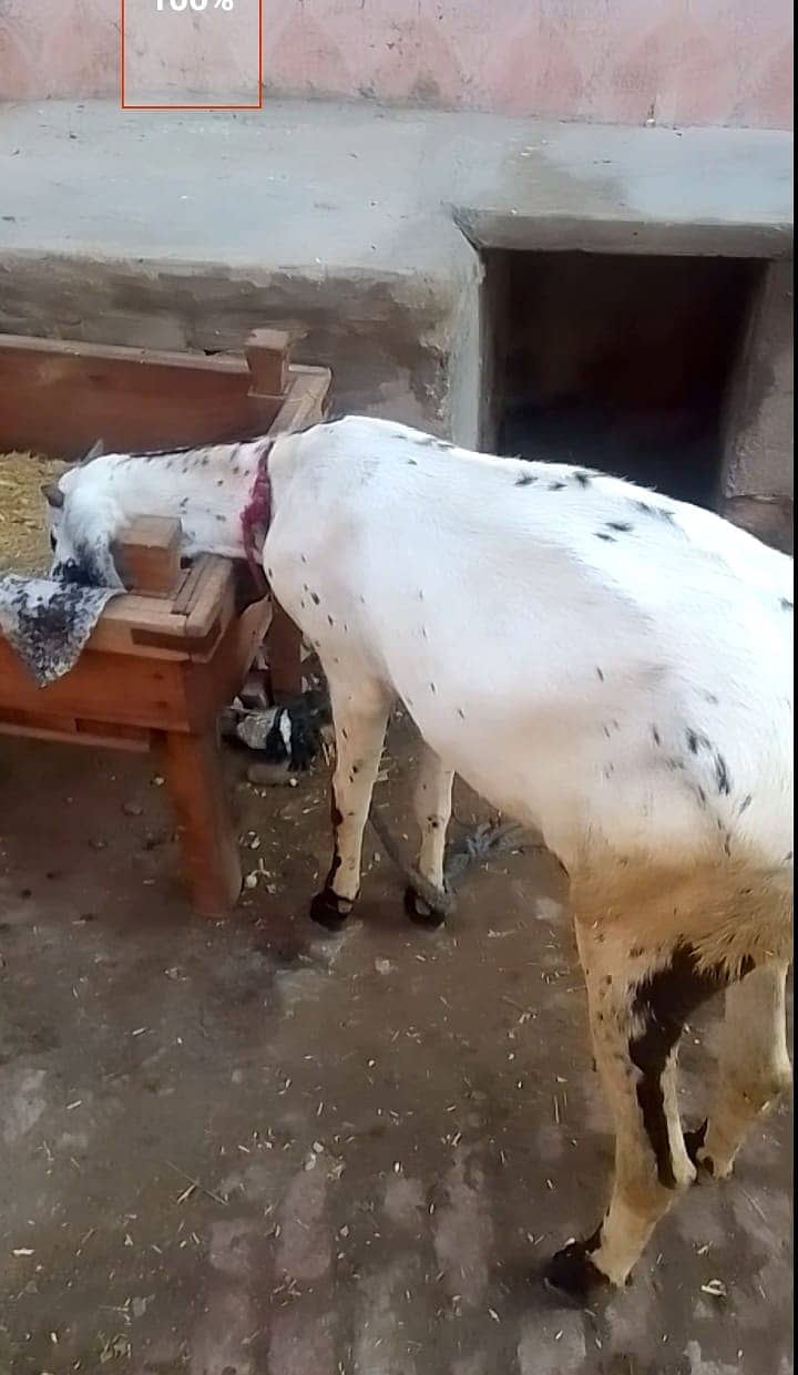 pure desi bakra | Goat | bakra for sale 8