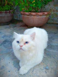 Percian Male adult cat for sale