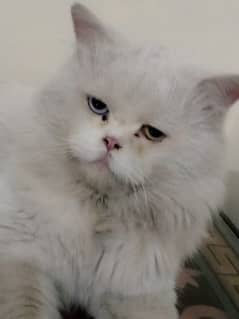 Persian cat 0