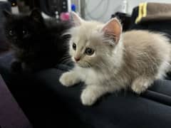 kittens for sale / persain kittens for sale/persian cats