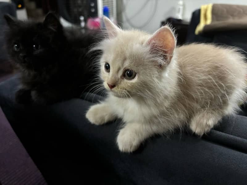 kittens for sale / persain kittens for sale/persian cats 0