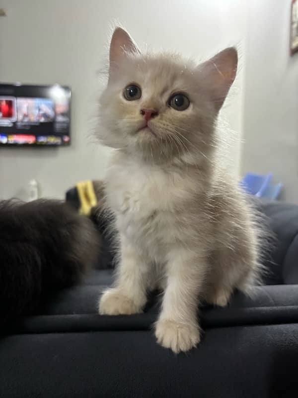 kittens for sale / persain kittens for sale/persian cats 3