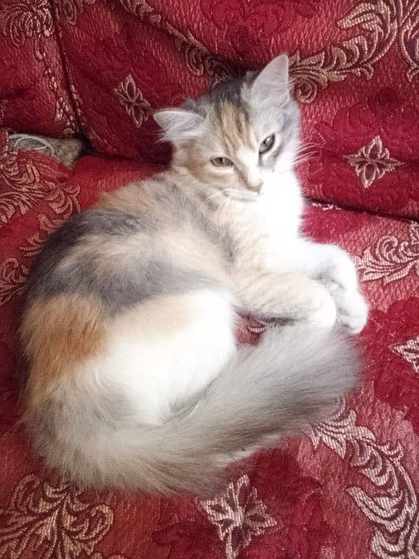 4 Month Female kitten Home Breed 3