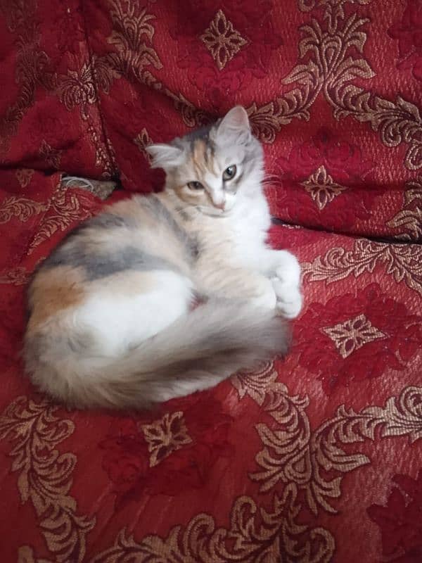 4 Month Female kitten Home Breed 4