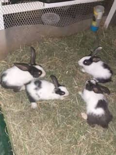 Rabbits