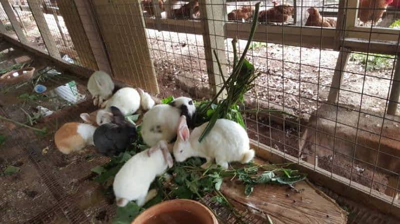 Rabbits available in Sargodha 2