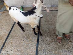 Goat / Bakra/ De si / Maki chini / Ghaban Goats for sale