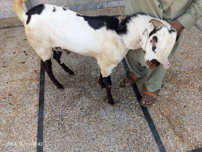 Goat / Bakra/ De si / Maki chini / Ghaban Goats for sale 1