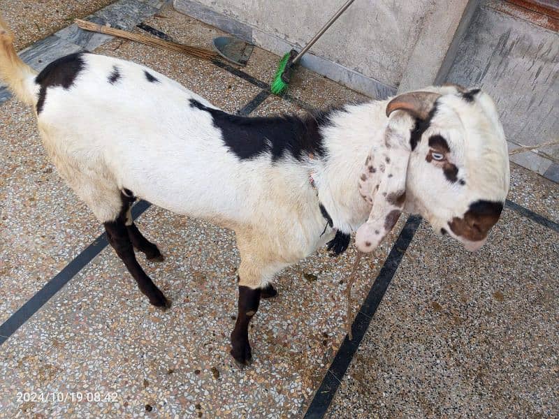 Goat / Bakra/ De si / Maki chini / Ghaban Goats for sale 2