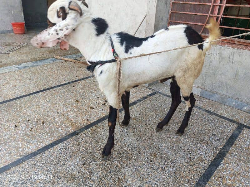 Goat / Bakra/ De si / Maki chini / Ghaban Goats for sale 3