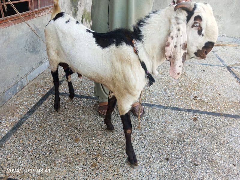 Goat / Bakra/ De si / Maki chini / Ghaban Goats for sale 4