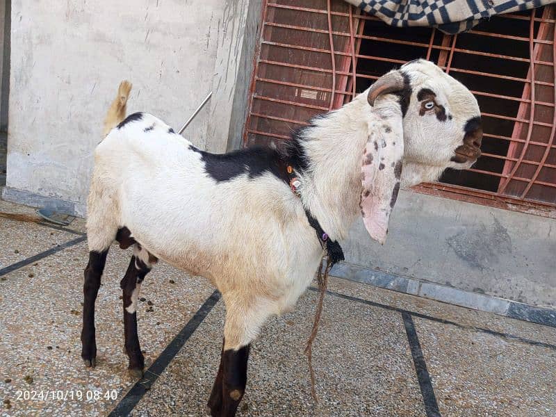 Goat / Bakra/ De si / Maki chini / Ghaban Goats for sale 5