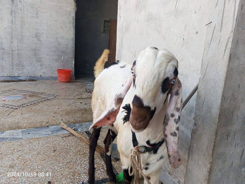 Goat / Bakra/ De si / Maki chini / Ghaban Goats for sale 6