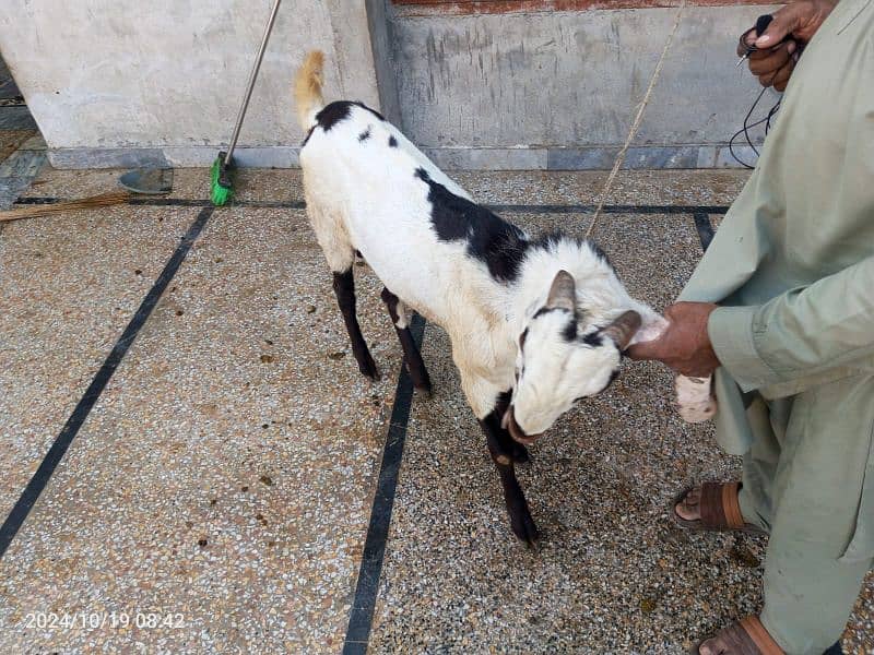 Goat / Bakra/ De si / Maki chini / Ghaban Goats for sale 7