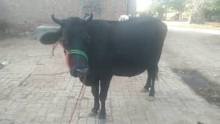 jERSY COW