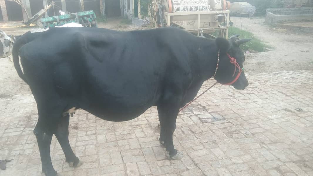 jERSY COW 2