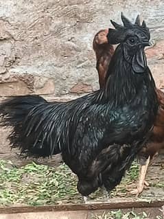 black chicken full  my WhatsApp number Is 03019548933