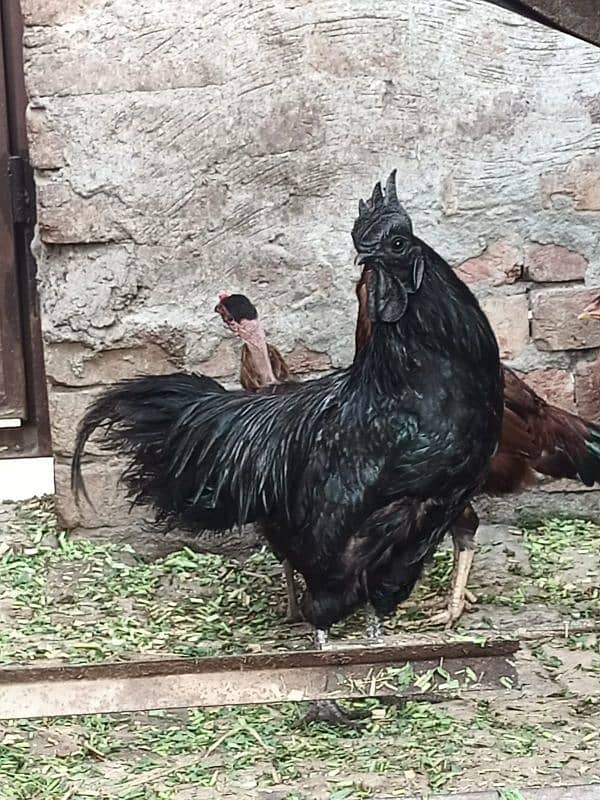 black chicken full  my WhatsApp number Is 03019548933 1