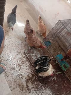 egg laying hens