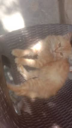 9 month pair Russian cats for urgent sale*