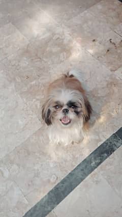 shihtzu