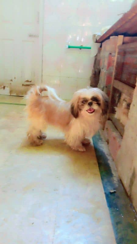 shihtzu for stud 1