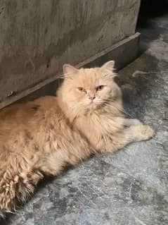 persian cat 0