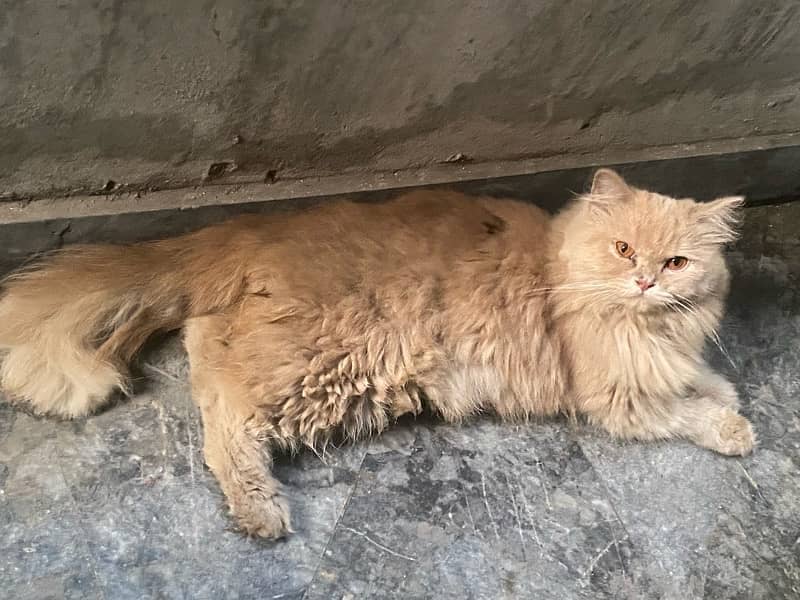 persian cat 1