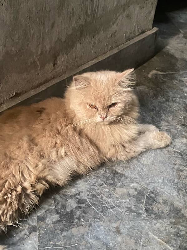 persian cat 2