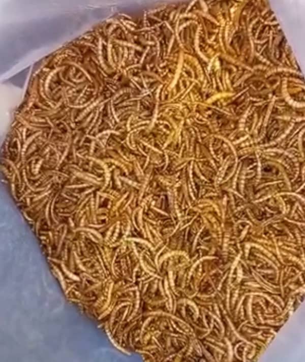 dried mealworms 1