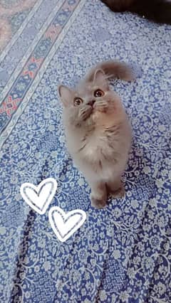 Persian 4 month kitten sale 0