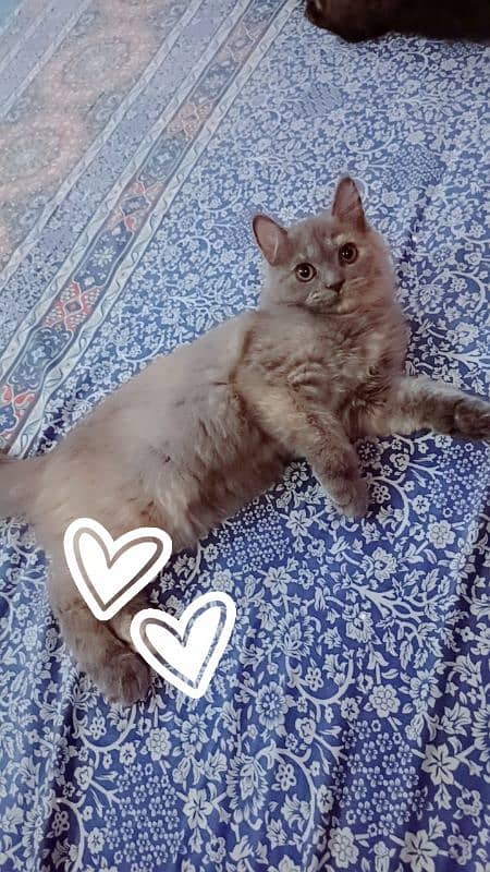 Persian 4 month kitten sale 1