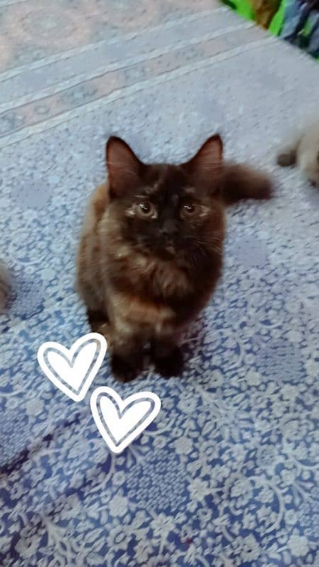 Persian 4 month kitten sale 2