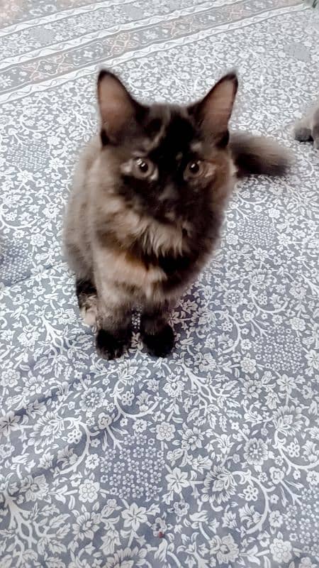 Persian 4 month kitten sale 3