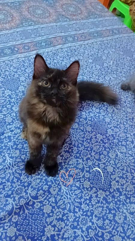 Persian 4 month kitten sale 5