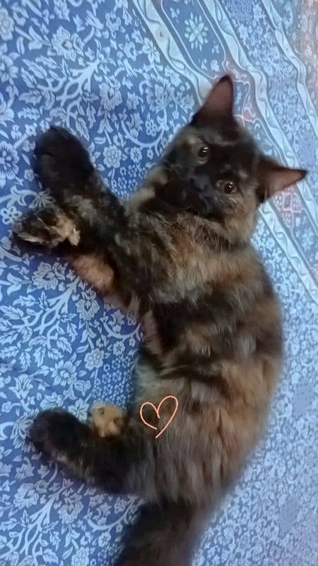 Persian 4 month kitten sale 6