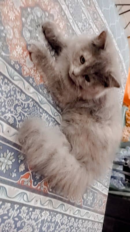 Persian 4 month kitten sale 7