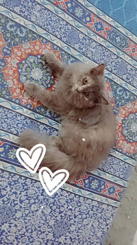 Persian 4 month kitten sale 8