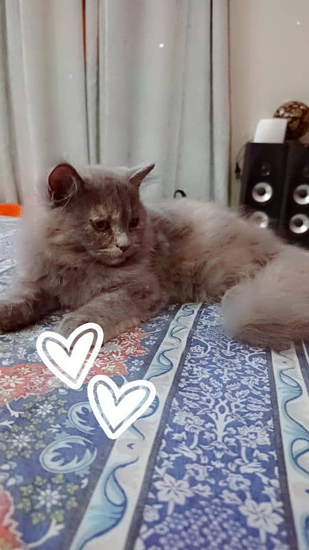 Persian 4 month kitten sale 9