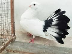 pigeon for sale, black tail, lakka kabuter