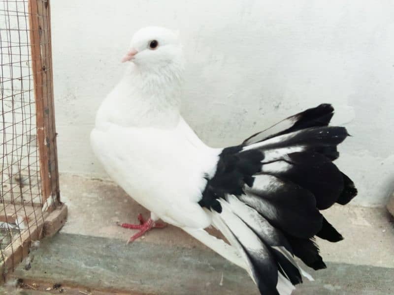 pigeon for sale, black tail, lakka kabuter 1