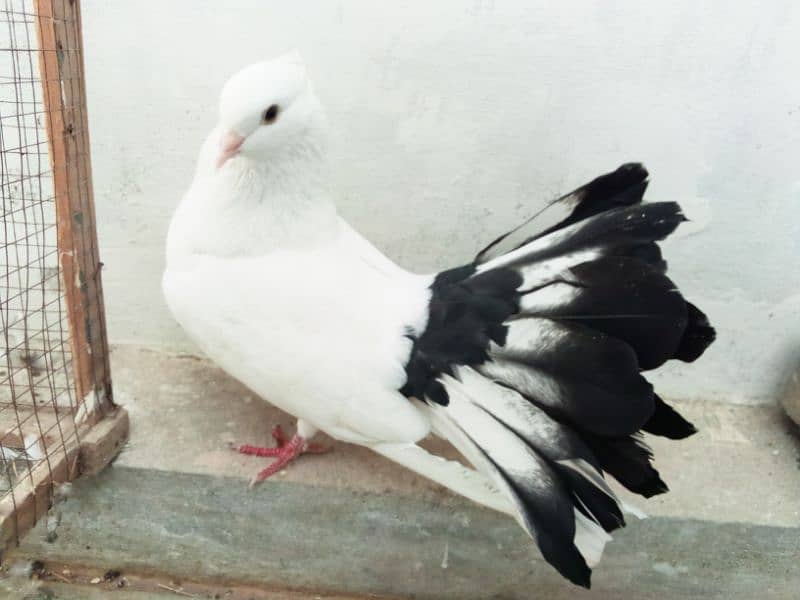 pigeon for sale, black tail, lakka kabuter 2