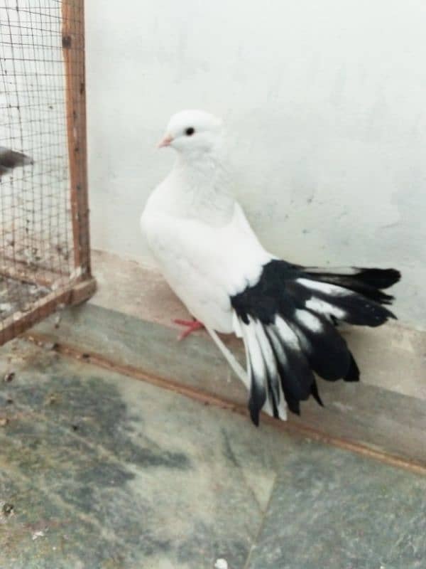 pigeon for sale, black tail, lakka kabuter 3