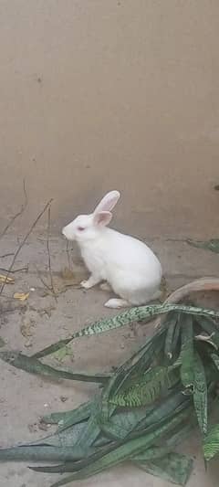 Red Eyes Rabbit Pair