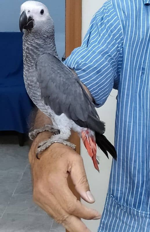 Congo Grey Parrot 1